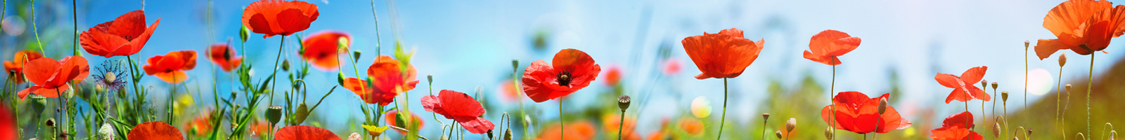 Header for Alicia Mutch | Poppies Reaching Towards the Sky | Hypnotherapy and Massage Therapy | Healdsburg, California
